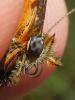 Melitaea athalia athalia
